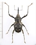 ゾウムシの一種　Curculionidae species　コンゴ