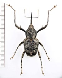 ゾウムシの一種　Curculionidae species　コンゴ