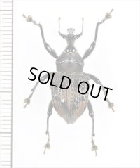 ゾウムシの一種　Cratosomus sp.　ペルー
