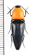 コメツキムシの一種　Elateridae species　♀　ベトナム北東部
