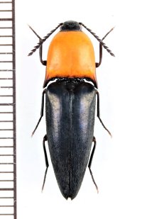 コメツキムシの一種　Elateridae species　♀　ベトナム北東部