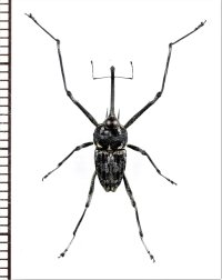 クモゾウムシの一種　Mecopus sp.　♂　 ベトナム北中部