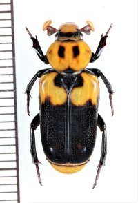 アリノスハナムグリの一種 　Clinterocera discipennis　♀　 ベトナム北東部