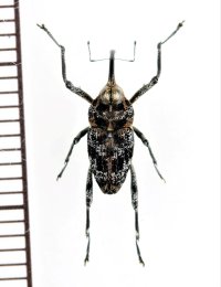 クモゾウムシの一種　Mecopus sp.　♀　 ベトナム北中部