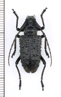 カミキリムシの一種　Aethalodes verrucosus　♀　中国（貴州省）