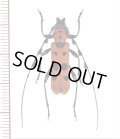 ベニボシカミキリ　Rosalia lesnei　♂26.5mm　台湾（新北市）
