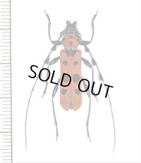 ベニボシカミキリ　Rosalia lesnei　♂26.5mm　台湾（新北市）