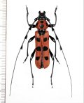 ベニボシカミキリ　Rosalia lesnei　特大♂35.6mm　台湾（新北市）