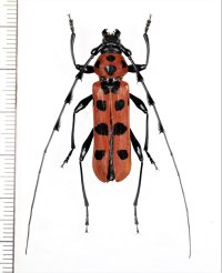 ベニボシカミキリ　Rosalia lesnei　特大♂35.6mm　台湾（新北市）