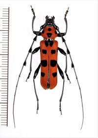 ベニボシカミキリ　Rosalia lesnei　大型♂30.7mm　台湾（新北市）