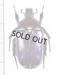 ハナムグリの一種　Rhomborhina violacea　♀　 中国（貴州省）