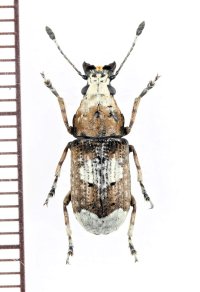 シロヒゲナガゾウムシ　名義タイプ亜種　♀　福島県