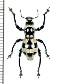 カタゾウムシの一種　Pachyrhynchus septentrionalis　フィリピン(ルソン島)