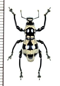カタゾウムシの一種　Pachyrhynchus septentrionalis　フィリピン(ルソン島)