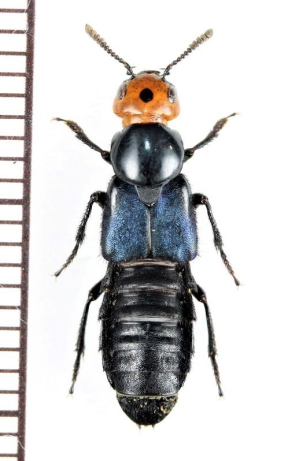 画像1: ハネカクシの一種　Staphylinidae species　オーストラリア