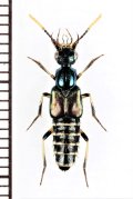ハネカクシの一種　Staphylinidae species　インドネシア（モルッカ諸島：ウォカム島）