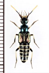 ハネカクシの一種　Staphylinidae species　インドネシア（モルッカ諸島：ウォカム島）