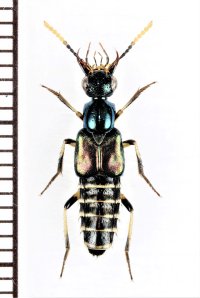 ハネカクシの一種　Staphylinidae species　インドネシア（モルッカ諸島：ウォカム島）