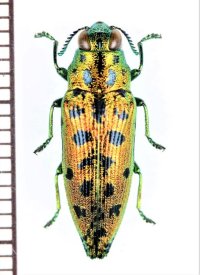 クロホシタマムシの一種　 Ovalisia sp.　ベトナム南部