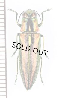 セスジタマムシの一種　Irodotaenia sp.　ベトナム北中部