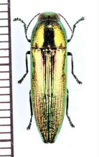 ホソタマムシの一種　Polyctesis sp.　ベトナム北東部