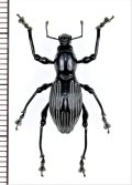 カタゾウムシの一種　Pachyrhynchus pinorum　フィリピン(ルソン島)