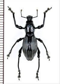 カタゾウムシの一種　Pachyrhynchus pinorum　フィリピン(ルソン島)