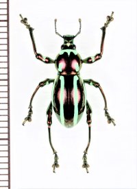 カタゾウムシの一種　Pachyrhynchus inclytus modestior　フィリピン(ルソン島)