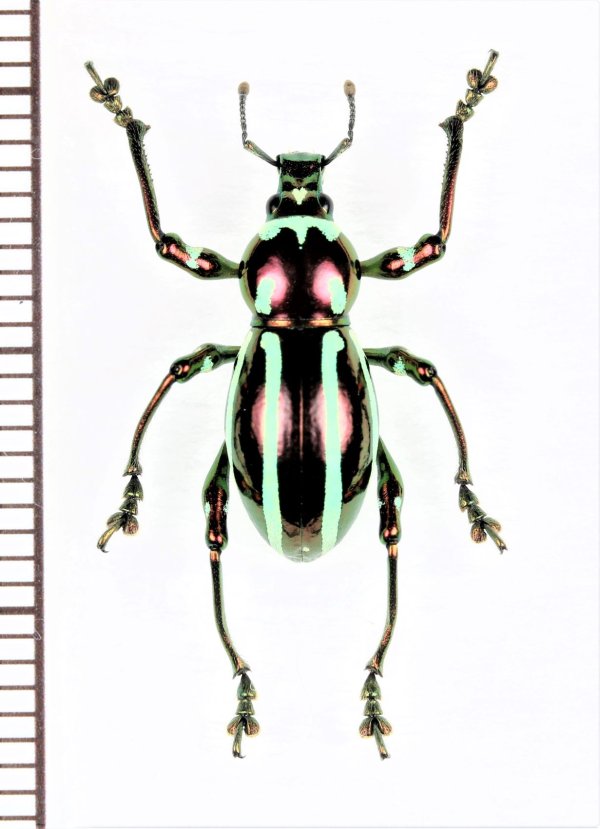 画像1: カタゾウムシの一種　Pachyrhynchus inclytus modestior　フィリピン(ルソン島)