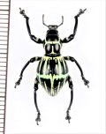 カタゾウムシの一種　Pachyrhynchus phaleratus　フィリピン(ルソン島)