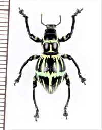 カタゾウムシの一種　Pachyrhynchus phaleratus　フィリピン(ルソン島)