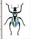 カタゾウムシの一種　Pachyrhynchus yuukae　フィリピン(ルソン島)