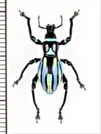 カタゾウムシの一種　Pachyrhynchus yuukae　フィリピン(ルソン島)