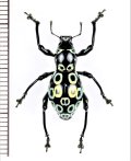 カタゾウムシの一種　Pachyrhynchus congestus ocellatus　フィリピン(ルソン島)