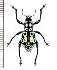 カタゾウムシの一種　Pachyrhynchus congestus ocellatus　フィリピン(ルソン島)