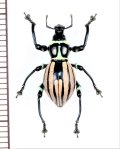 カタゾウムシの一種　Pachyrhynchus  rukmaneae　フィリピン(ボアク島)