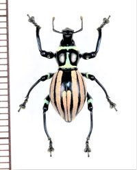 カタゾウムシの一種　Pachyrhynchus  rukmaneae　フィリピン(ボアク島)