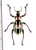 カタゾウムシの一種　Pachyrhynchus pulchellus　フィリピン(ルソン島)