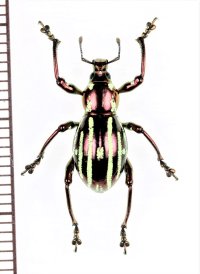 カタゾウムシの一種　Pachyrhynchus pulchellus　フィリピン(ルソン島)