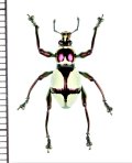 カタゾウムシの一種　Pachyrrhynchus pseudamabilis　フィリピン(ミンダナオ島)