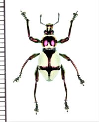 カタゾウムシの一種　Pachyrrhynchus pseudamabilis　フィリピン(ミンダナオ島)