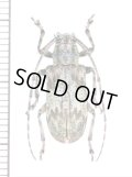 ゴマフカミキリの一種　Mesosa sp.　♀　ベトナム北東部