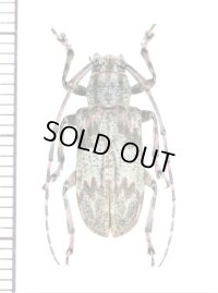 ゴマフカミキリの一種　Mesosa sp.　♀　ベトナム北東部