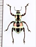 カタゾウムシの一種　Pachyrhynchus gloriosus abbreviatus   フィリピン(ルソン島)