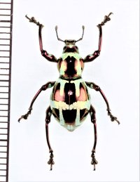 カタゾウムシの一種　Pachyrhynchus gloriosus abbreviatus   フィリピン(ルソン島)