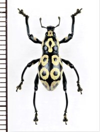 カタゾウムシの一種　Pachyrhynchus reicherti　 フィリピン(ミンダナオ島)