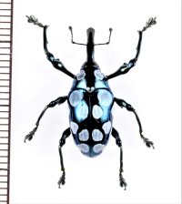 アシナガゾウムシの一種　Alcidodes semperi　フィリピン(ルソン島)