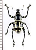 カタゾウムシの一種　Metapocyrtus sp.　フィリピン(ミンダナオ島)