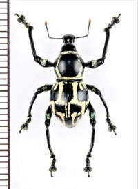 カタゾウムシの一種　Metapocyrtus sp.　フィリピン(ミンダナオ島)
