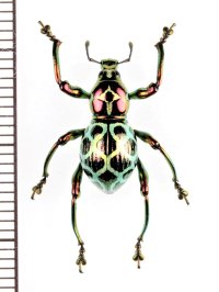 カタゾウムシの一種　Pachyrhynchus cabrasae 　フィリピン(ミンダナオ島)